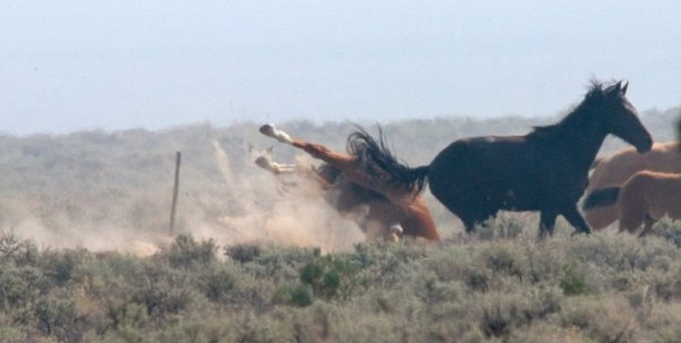 Heartbreaking Scene Terrified Wild Horses Try To Run Away As Helicopters Hover Above Their Heads